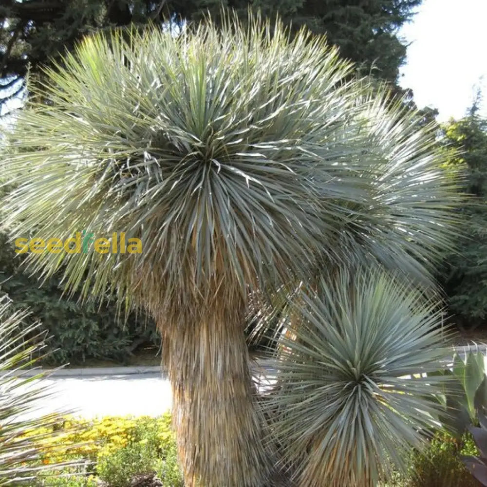 Blue Yucca Rostrata Seeds For Planting | Striking Drought-Tolerant Landscape Plant Seeds