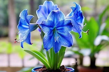 Blue Hippeastrum Flower seeds for Planting - Hardy Variety, Heirloom & GMO Free Seeds for Home Garden
