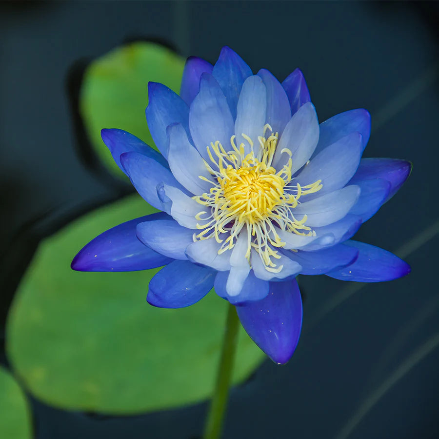 Blue Lotus Seeds – Organic Non-GMO Sacred Aquatic Flower for Ponds