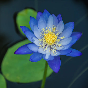 Blue Lotus Seeds – Organic Non-GMO Sacred Aquatic Flower for Ponds