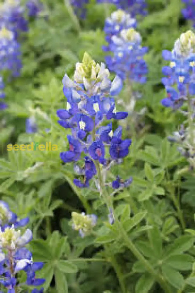 Bluebonnet Seeds For Planting: Grow Beautiful Flowers Flower