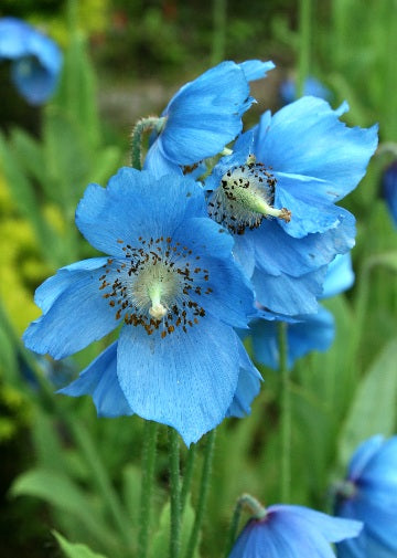 Himalayan Flower seeds for Planting - Vibrant Colors, Heirloom & GMO Free Seeds for Home Garden