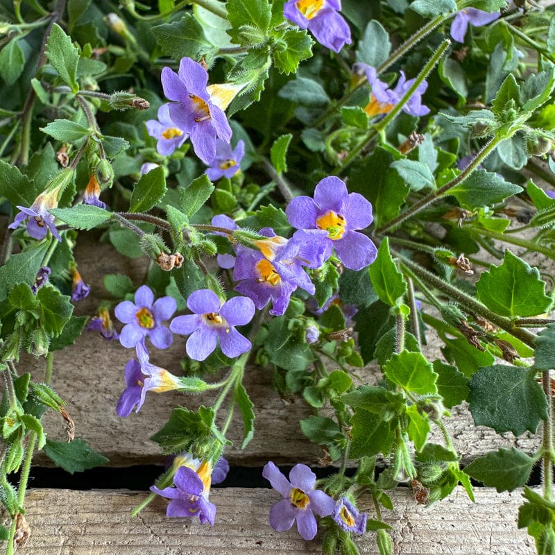 Bacopa Blutopia Flower seeds for Planting - Premium Quality, Heirloom & GMO Free Seeds for Home Garden