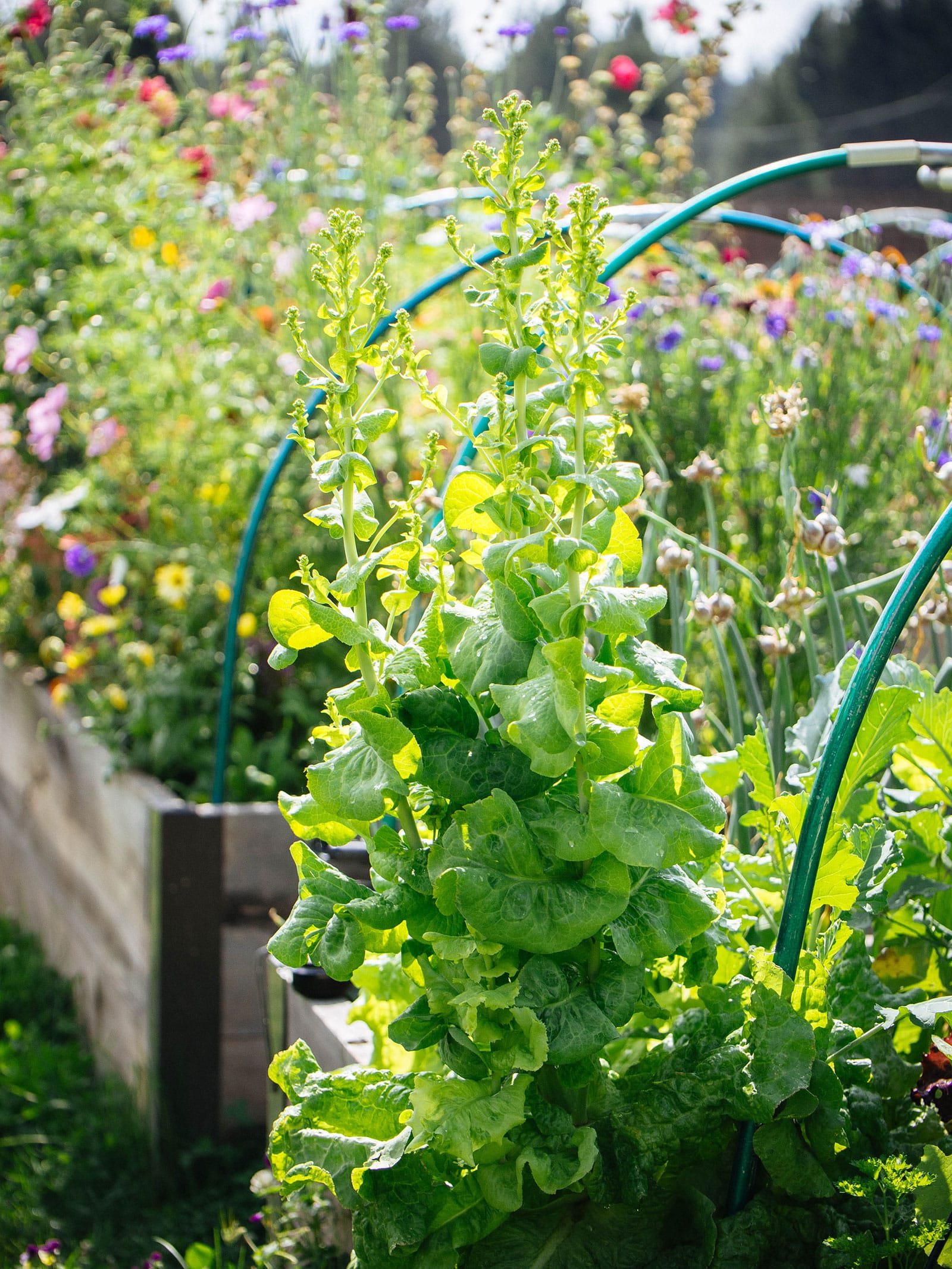 Lettuce Flower seeds for Planting - Vibrant Colors, Heirloom & GMO Free Seeds for Home Garden