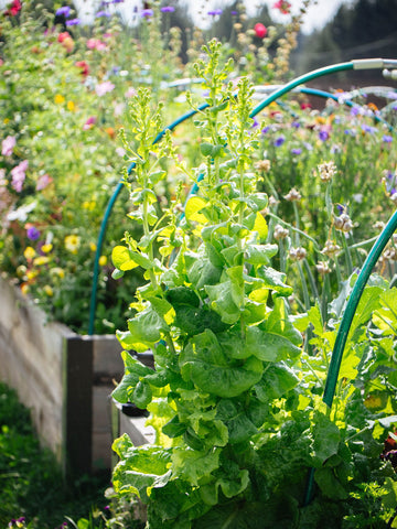 Lettuce Flower seeds for Planting - Vibrant Colors, Heirloom & GMO Free Seeds for Home Garden