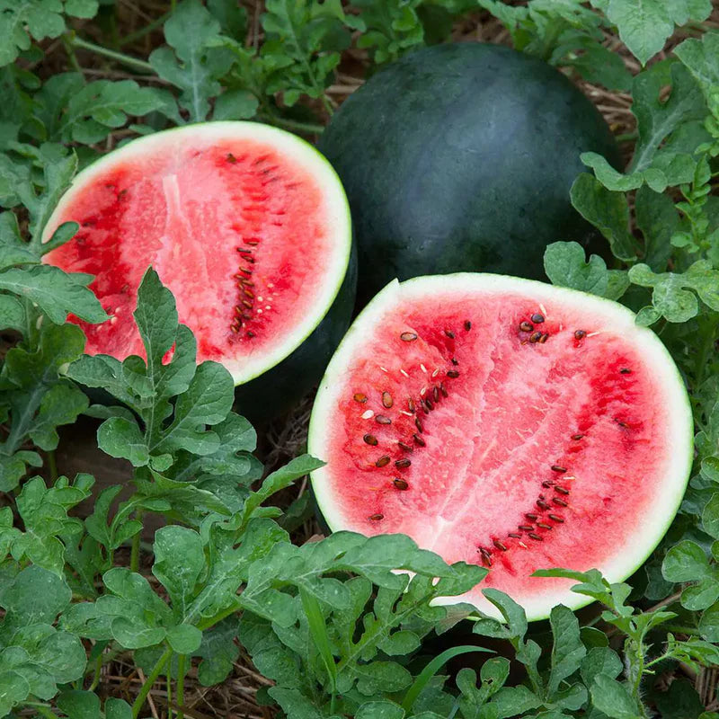Mountain Hoosier Watermelon Citrullus lanatus Seeds for Planting in Vegetable Garden