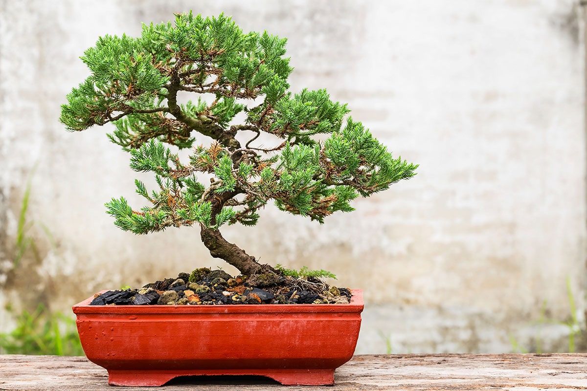 Bonsai Seeds for Home Garden: Complete Planting Guide