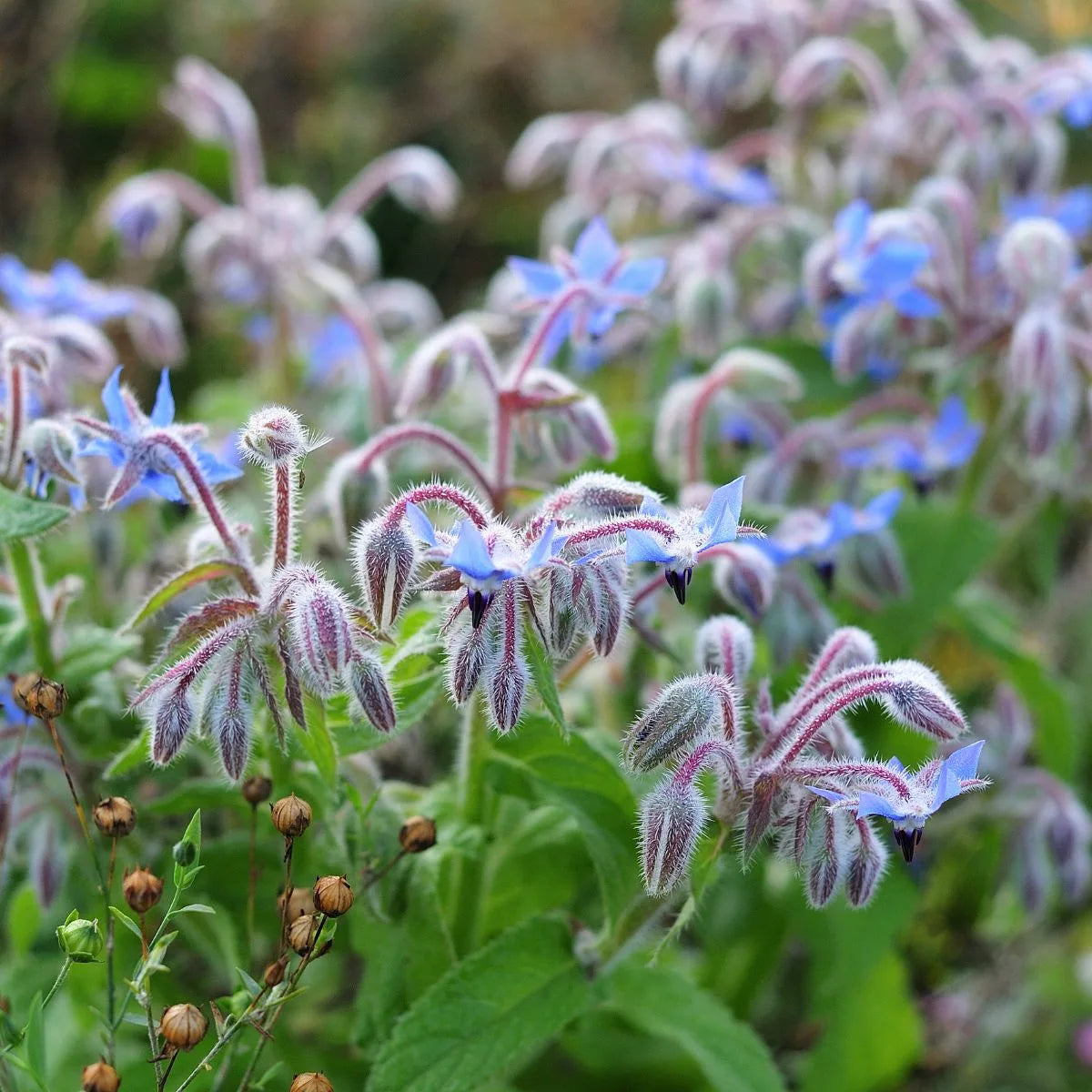 Buy Borage Seeds Online – Pollinator-Friendly Flowering Herb
