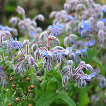 Borage Seeds – Pollinator-Friendly Flowering Herb Variety