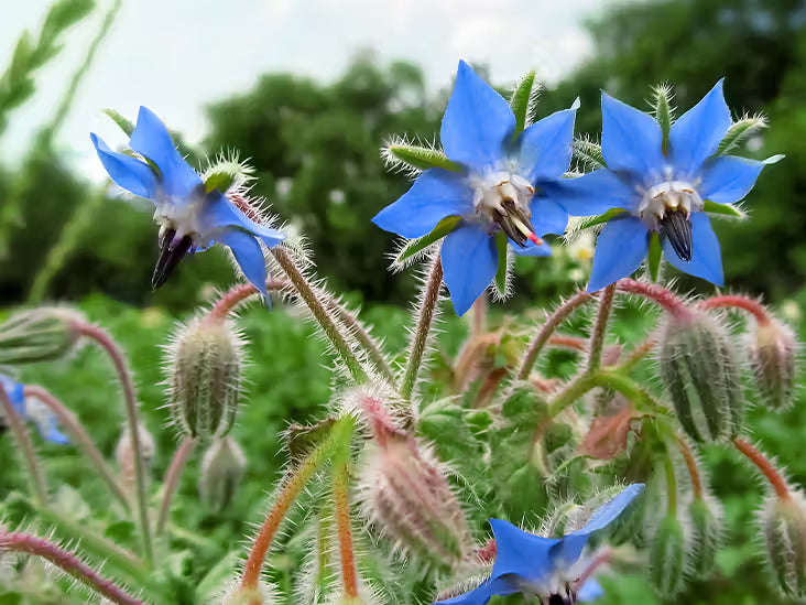 Blue Borage Flower seeds for Planting - Vibrant Colors, Heirloom & GMO Free Seeds for Home Garden