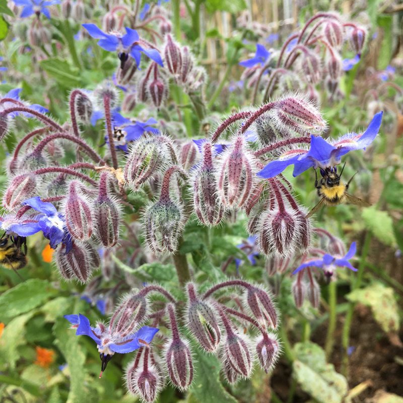 Borage Seeds – Organic Non-GMO Herb with Edible Blue Flowers