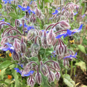 Borage Seeds – Pollinator-Friendly Flowering Herb Variety