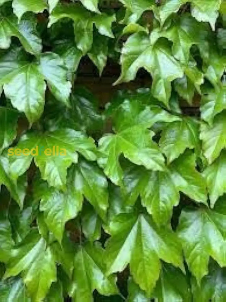 Boston Ivy Seeds For Planting  Lush Green Foliage Your Garden Plant Seeds