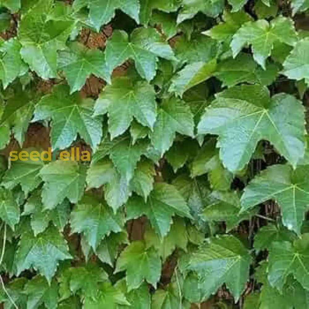 Boston Ivy Seeds For Planting  Lush Green Foliage Your Garden Plant Seeds