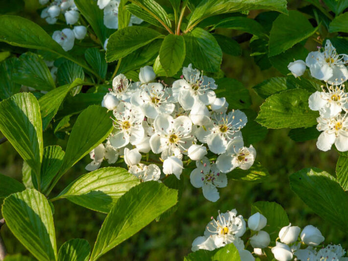 Monogyna Flower seeds for Planting - Cottage Garden Essential, Heirloom & GMO Free Seeds for Home Garden