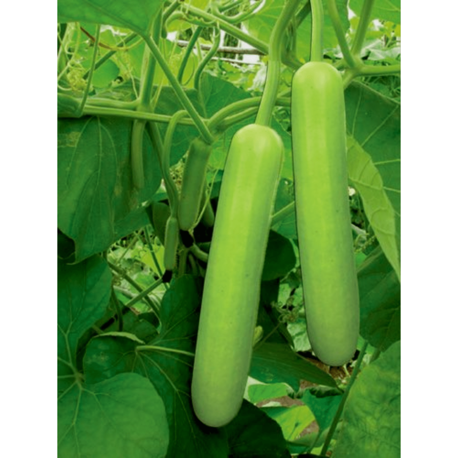 Green Bottle Gourd Vegetable Seeds for Easy Planting