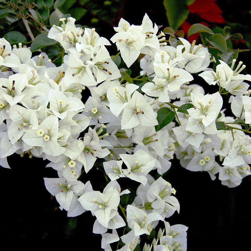 White Bougainvillea Kousa Flower seeds for Planting - Easy to Grow, Heirloom & GMO Free Seeds for Home Garden