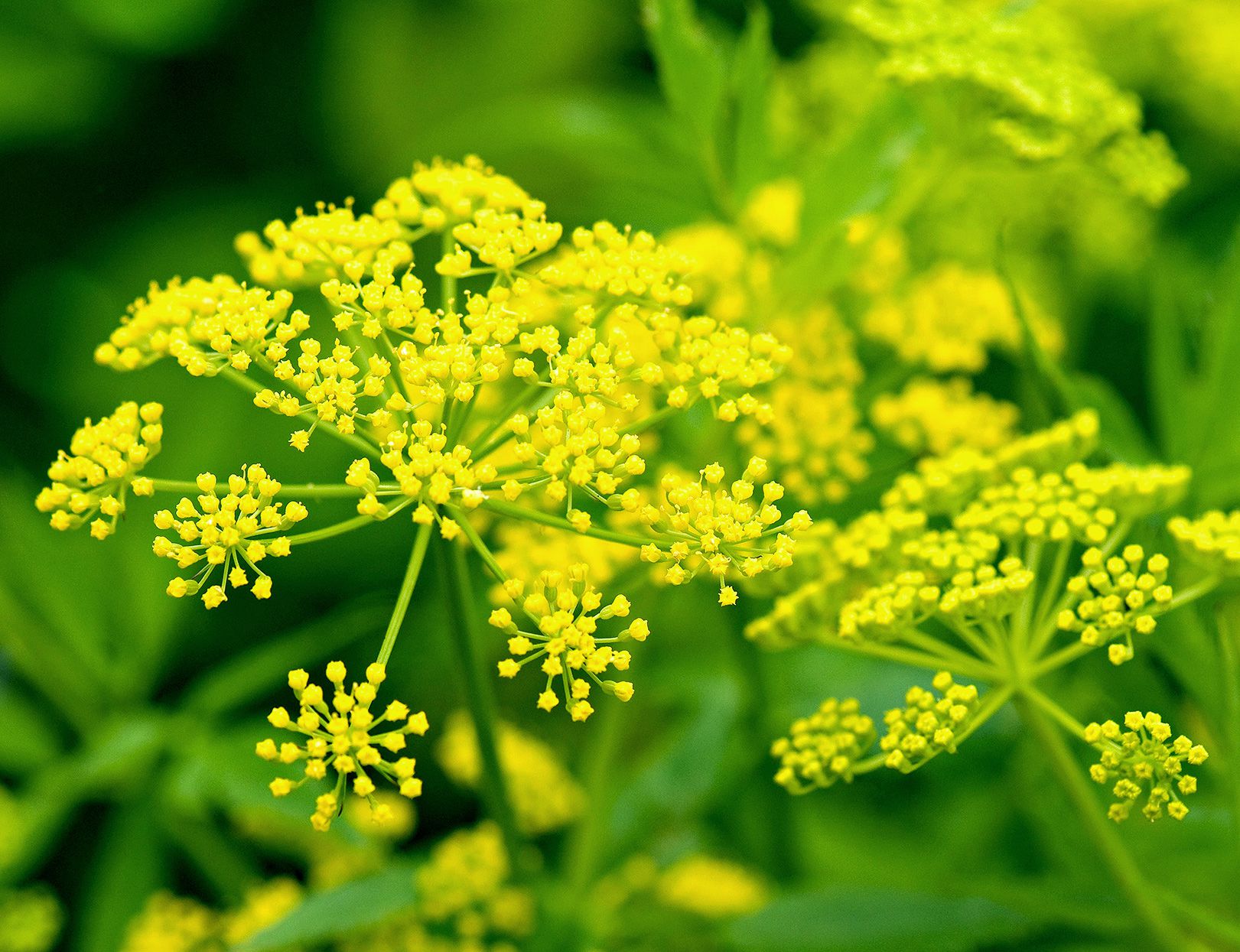Yellow Dill Mammoth Seeds: Perfect for Planting & Gardening