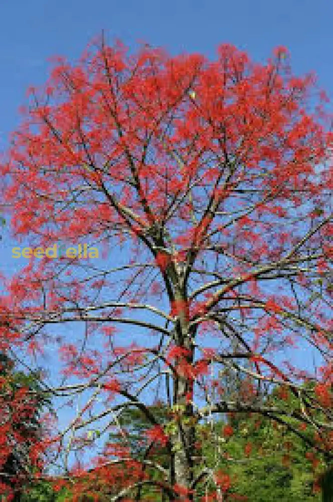 Brachychiton Acerifolius Tree Planting Seeds Plant Seeds