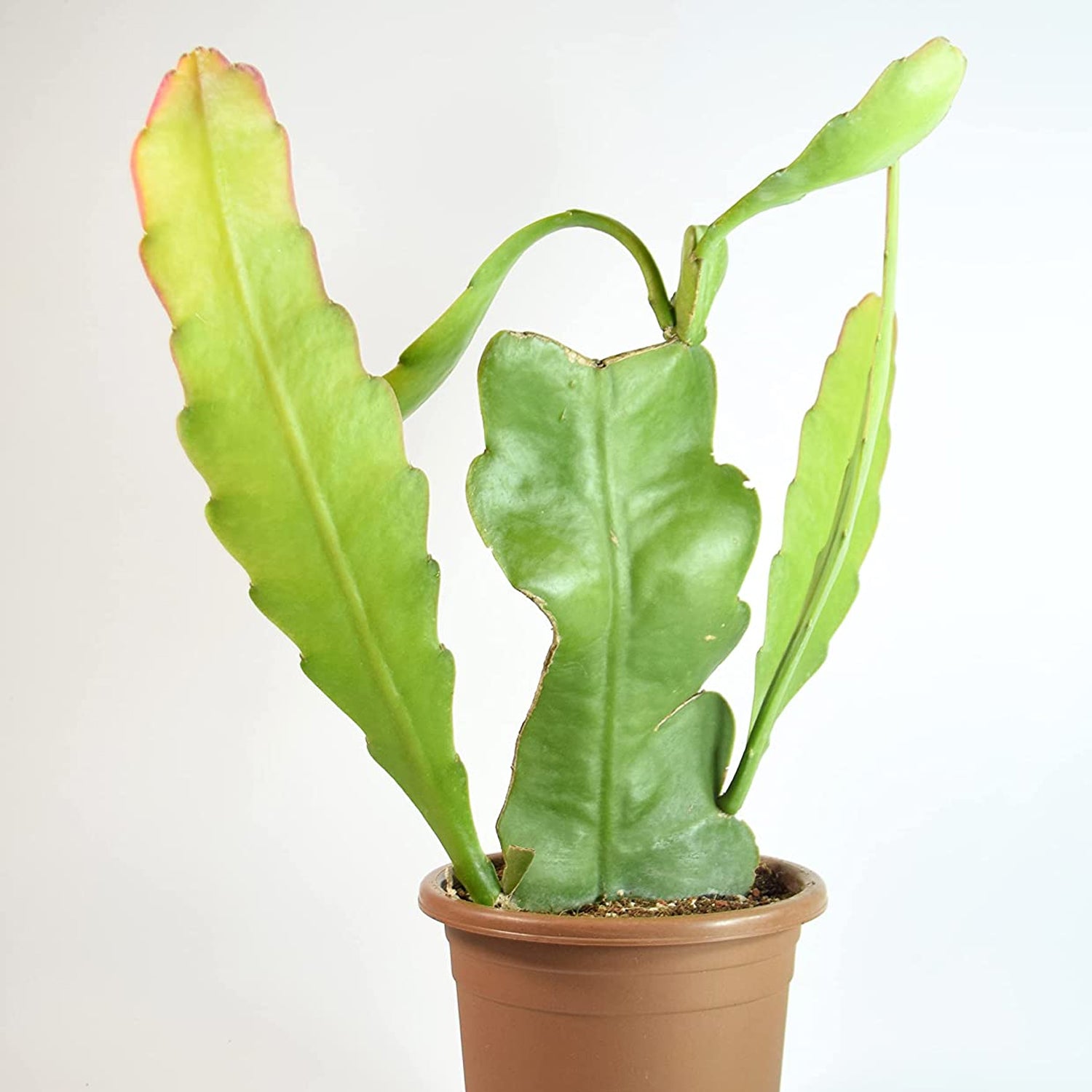 Green Epiphyllum Flower seeds for Planting - Bright Blooms, Heirloom & GMO Free Seeds for Home Garden