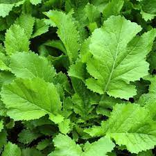 Brassica juncea leafy herb growing in full sun