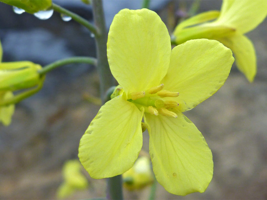 Light Yellow Brassica Oleracea Flower Seeds for Planting Sun Loving Heirloom & GMO Free Seeds for Home Garden
 
 Sale
