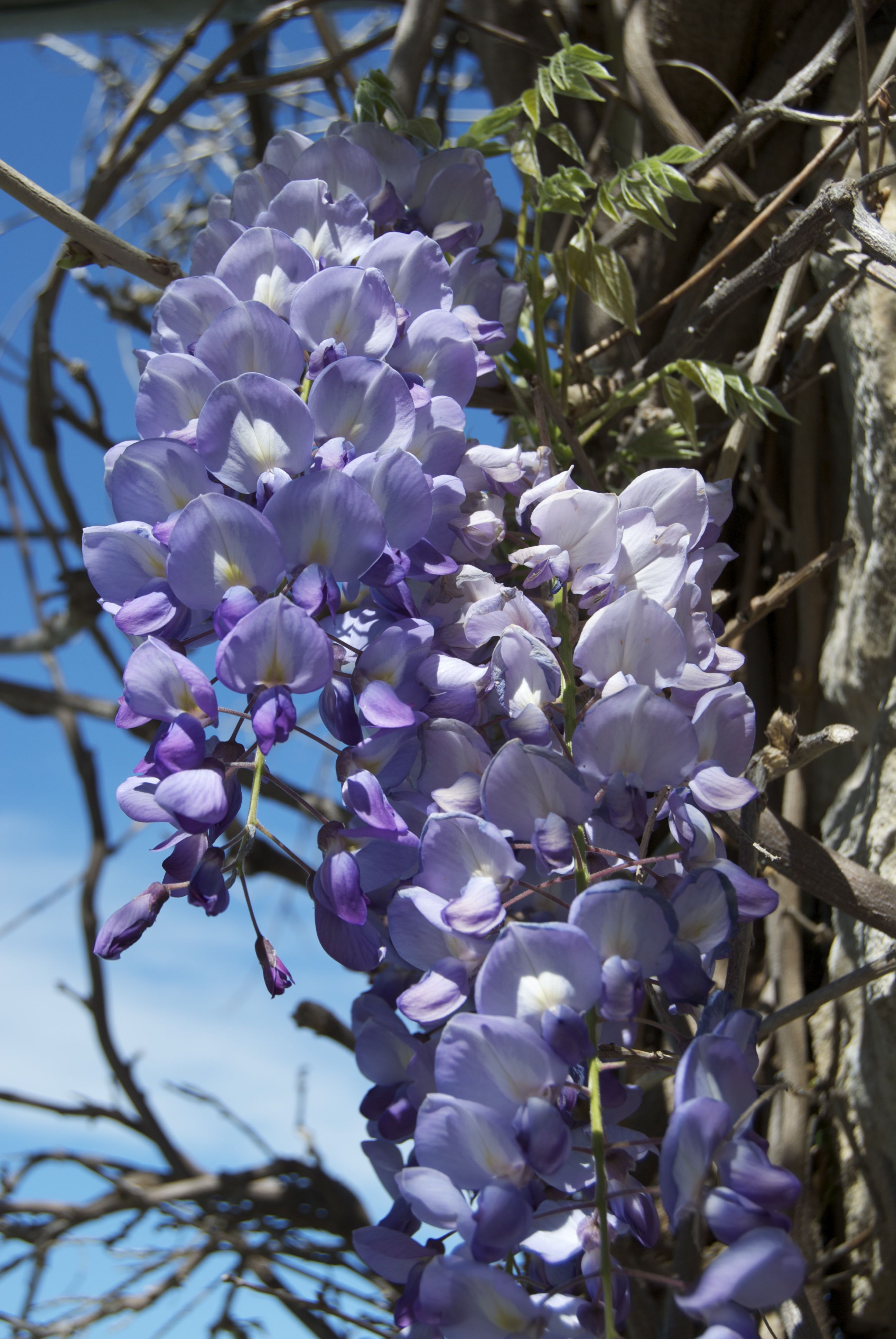 White And Blue Wisteria Flower Seeds For Planting