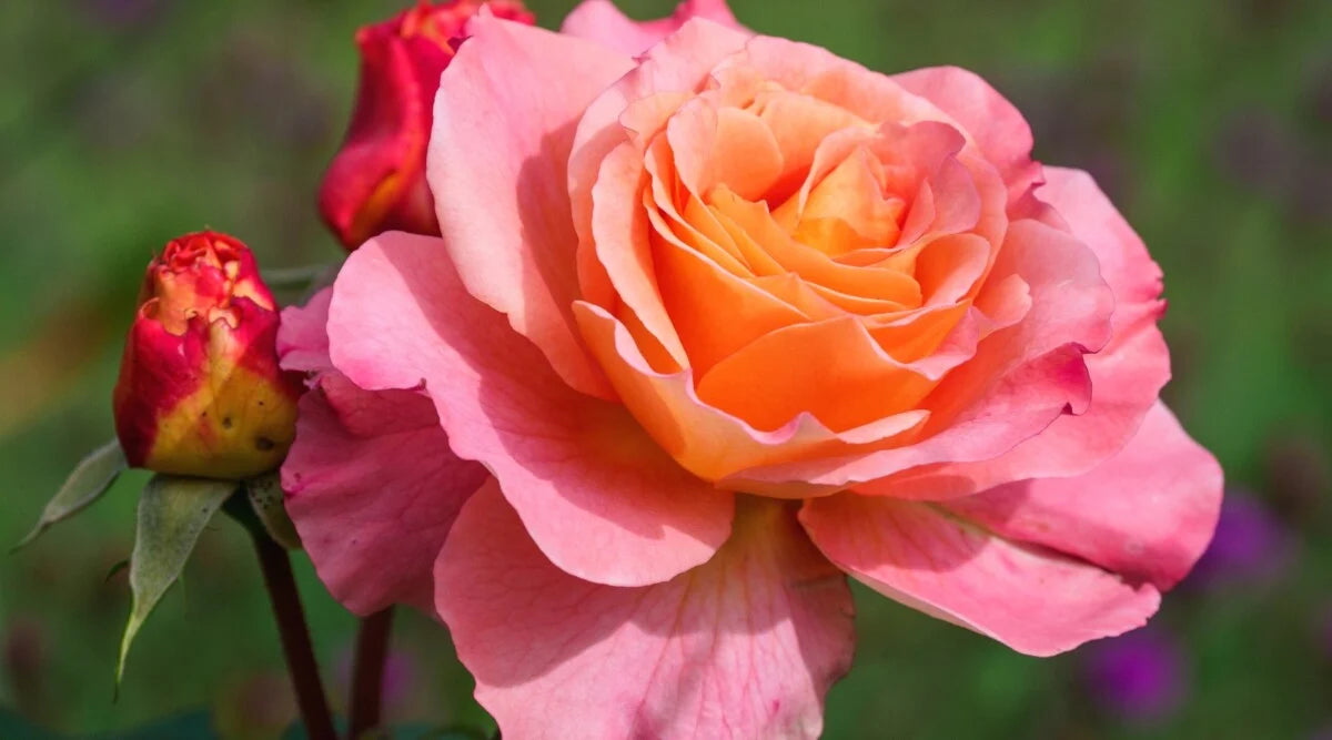 Orange Pink Rose Flower Seeds for Planting Pollinator Friendly Heirloom & GMO Free Seeds for Home Garden
 
 Sale