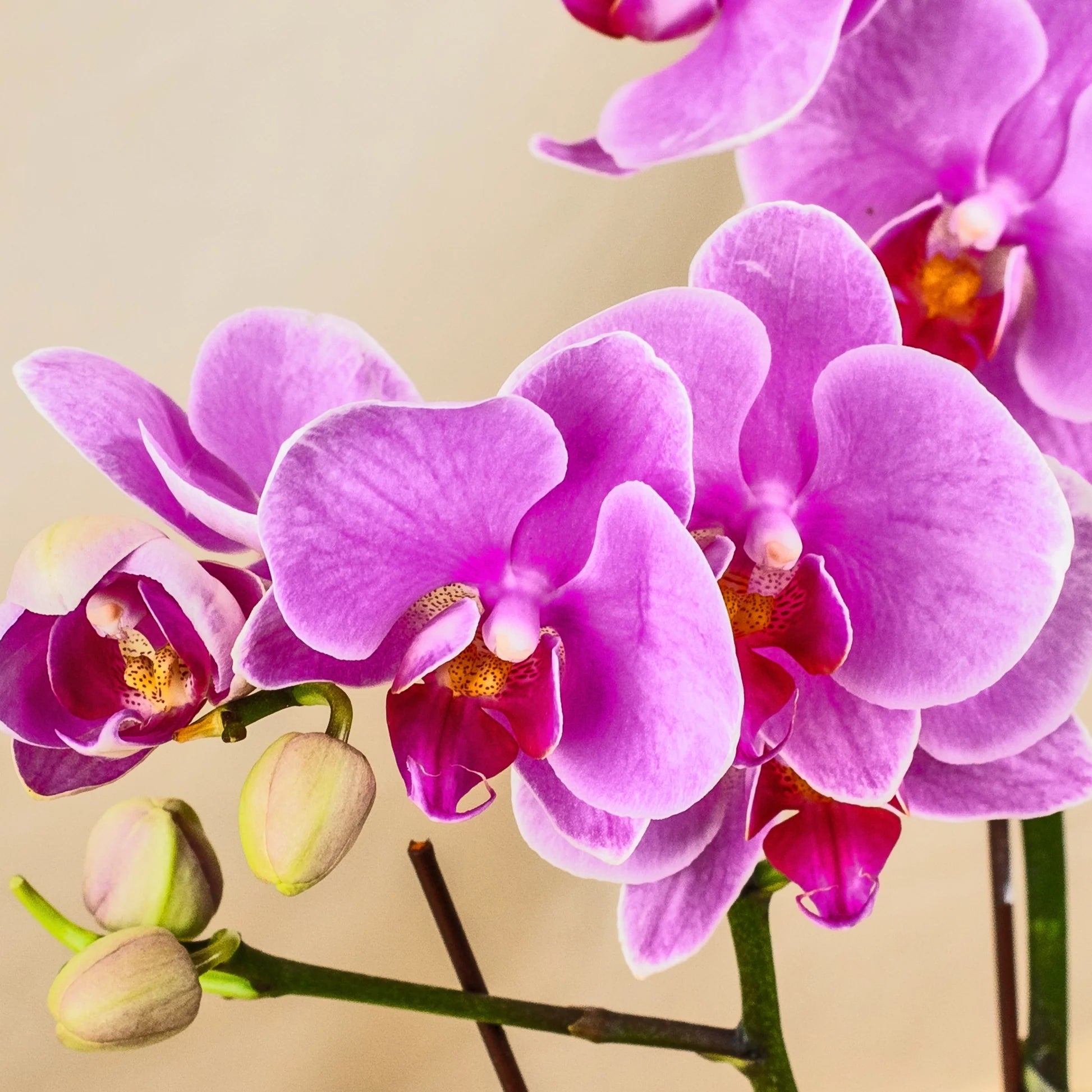 Pink Butterfly Orchid Flower seeds for Planting - Fragrant Blossoms, Heirloom & GMO Free Seeds for Home Garden