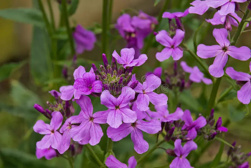 Hesperis Matronalis Flower seeds for Planting - Easy to Grow, Heirloom & GMO Free Seeds for Home Garden