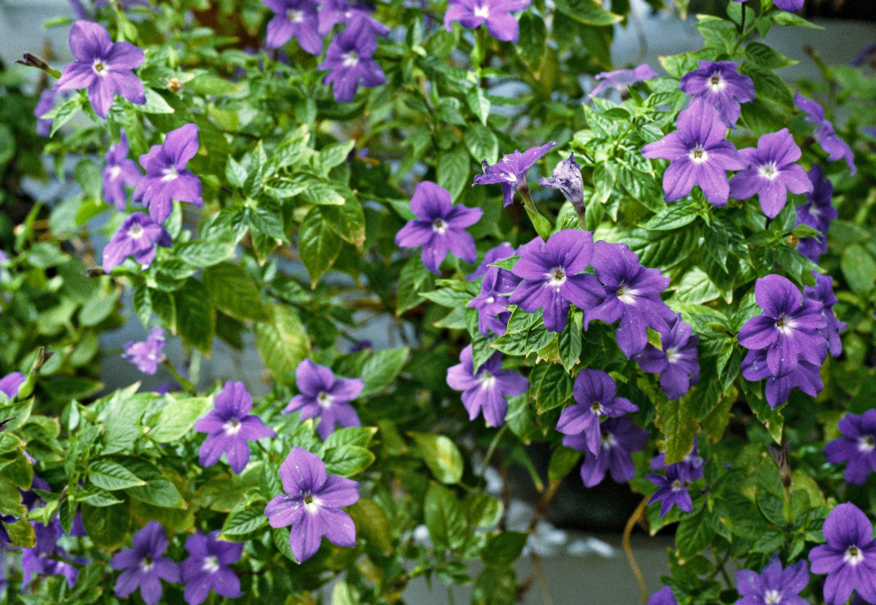 Browallia Maroon Marine Bell Seeds for Beautiful Maroon Flowers