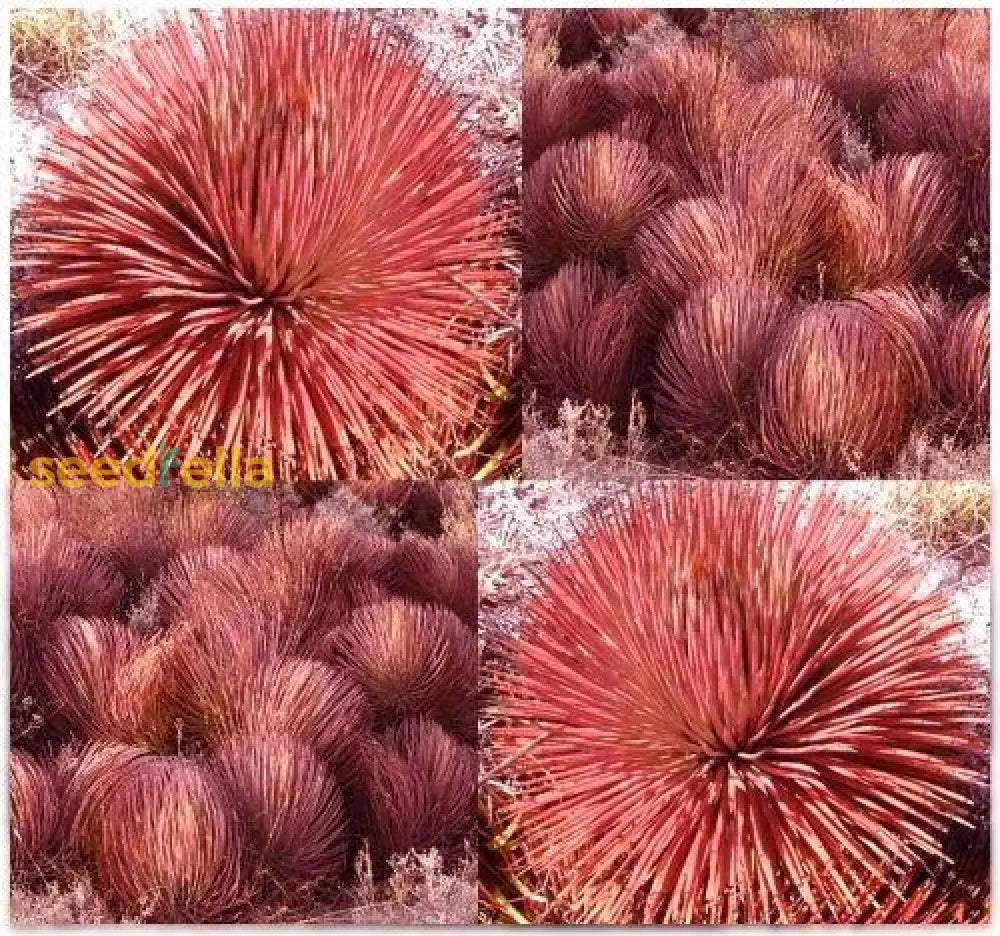 Brown Agave Stricta Plant Seeds For Easy Planting Flower