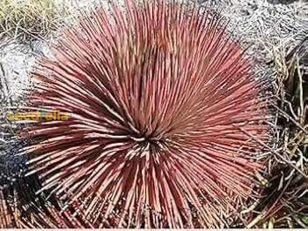 Brown Agave Stricta Plant Seeds For Easy Planting Flower