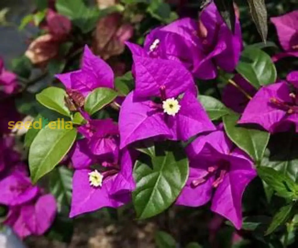 Brown Bougainvillea Flower Seeds For Planting