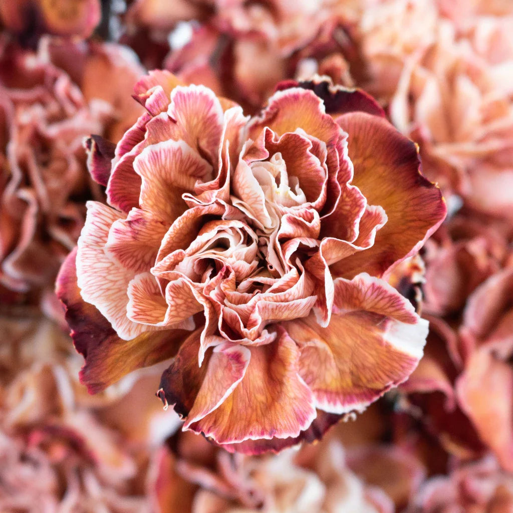 Brown Carnation Flower seeds for Planting Hardy Variety Heirloom & GMO Free Seeds for Home Garden