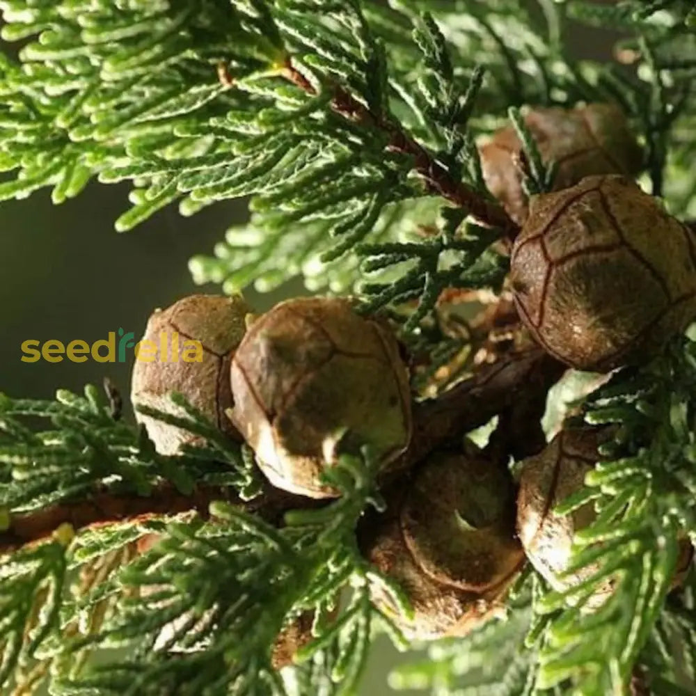 Brown Cypress Tree Planting Seeds Plant Seeds