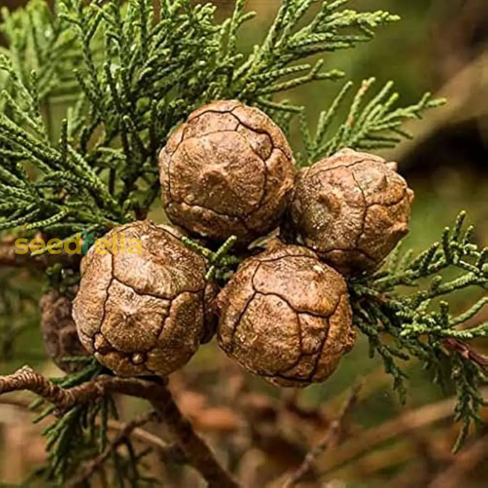 Brown Cypress Tree Planting Seeds Plant Seeds
