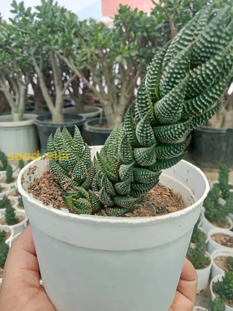 Brown Haworthia Reinwardtii Seeds For Easy Planting Plant Seeds