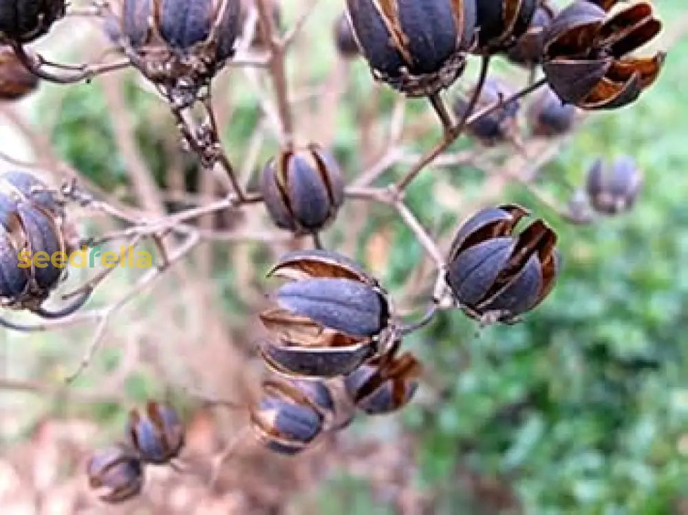 Brown Myrtle Tree Seeds for Planting – Non-GMO Evergreen Shrub