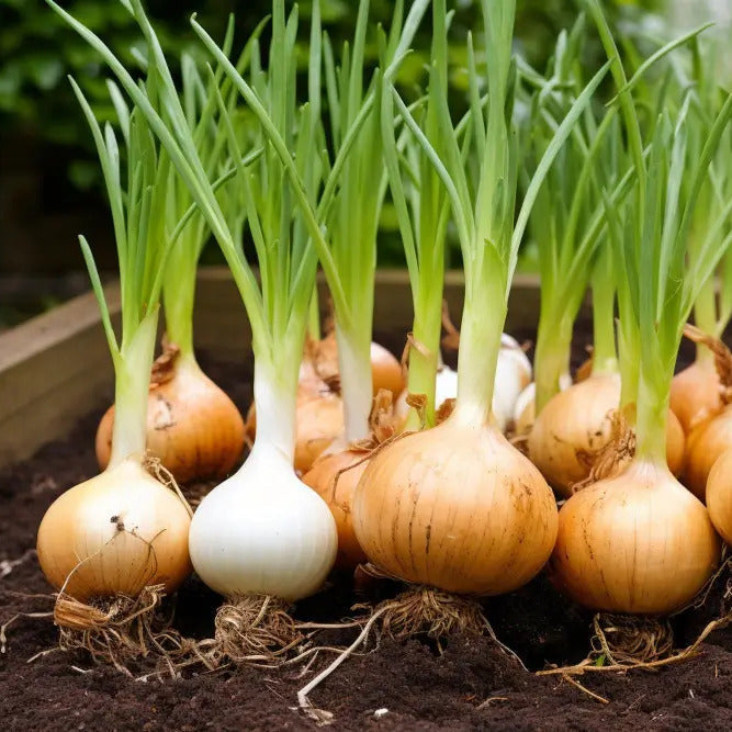 Allium cepa Brown Onion seeds for planting in vegetable patch and home garden
