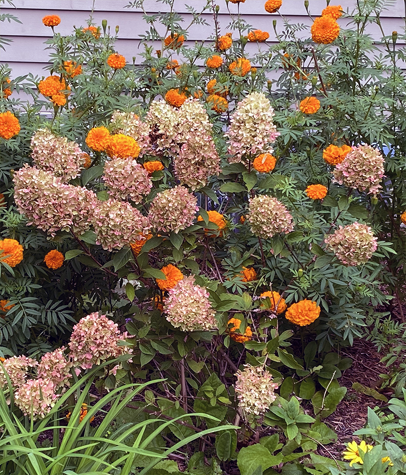 Brown Hydrangea Flower seeds for Planting - Seasonal Bloomer, Heirloom & GMO Free Seeds for Home Garden