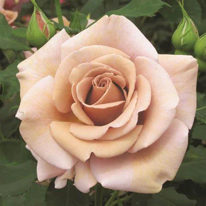 Brown Rose Flower Seeds