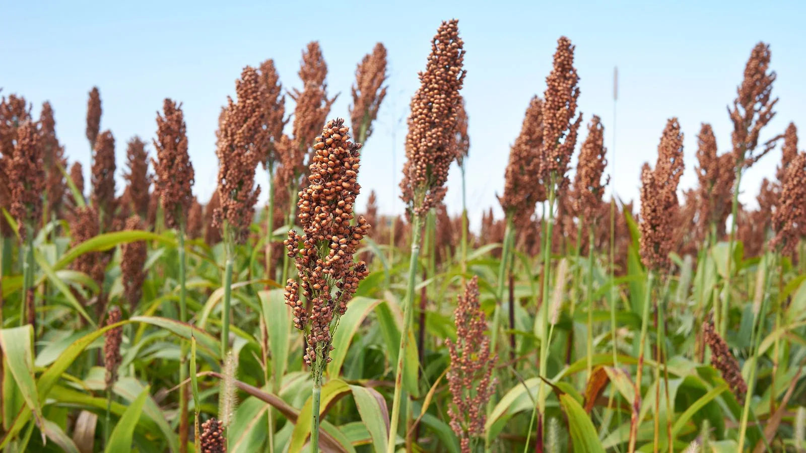 Brown Sorghum plants growing in a sunny field