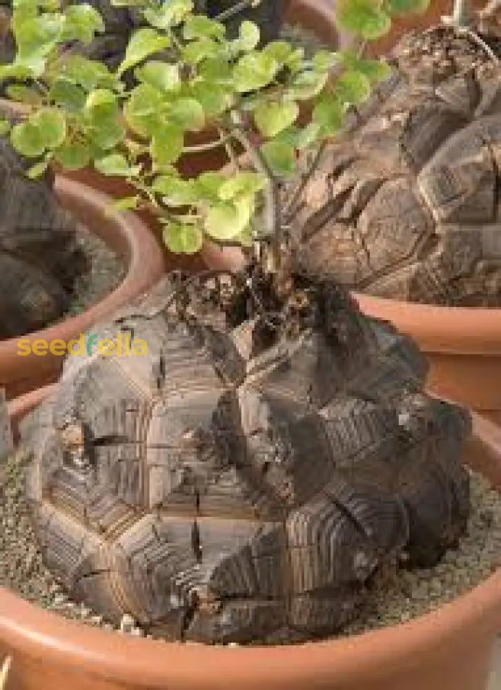 Brown Testudinaria Caudiciform Seeds For Planting Plant Seeds