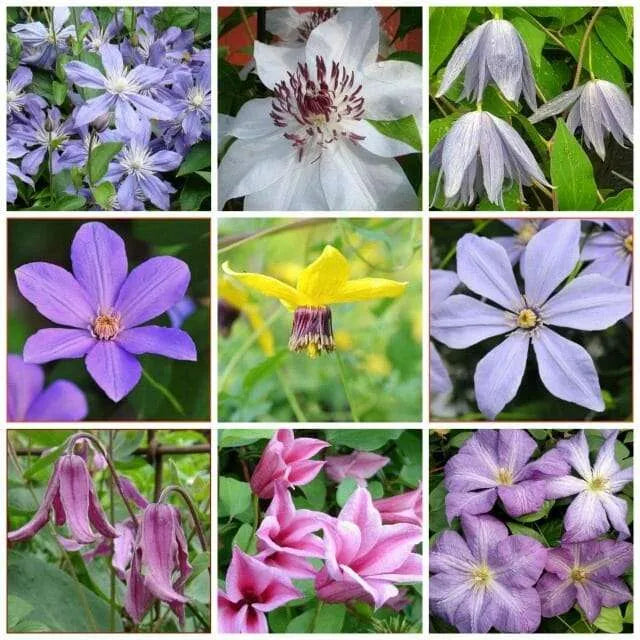 Clematis Mixed Colors Wonderful Large Blooms Perennial Vine Seeds