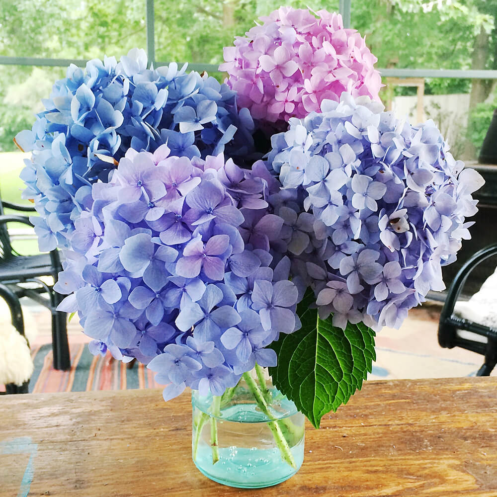 Hydrangea Flower seeds for Planting - Garden Favorite, Heirloom & GMO Free Seeds for Home Garden
