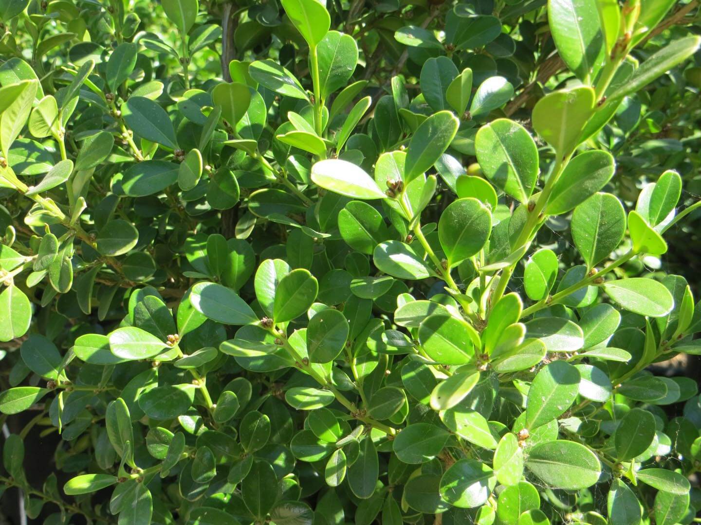 Trimmed Buchsbaum Topiary Plant