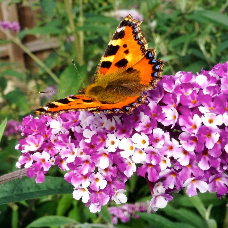 Pink Buddleia Davidii Flower seeds for Planting - Colorful Display, Heirloom & GMO Free Seeds for Home Garden