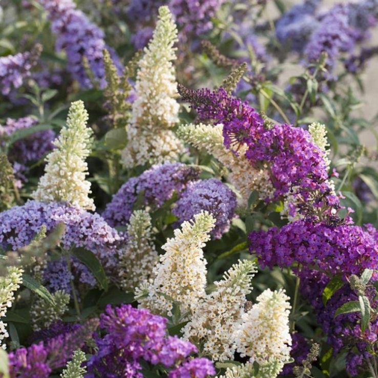 Mix Buddleia Davidii Flower seeds for Planting - Seasonal Bloomer, Heirloom & GMO Free Seeds for Home Garden