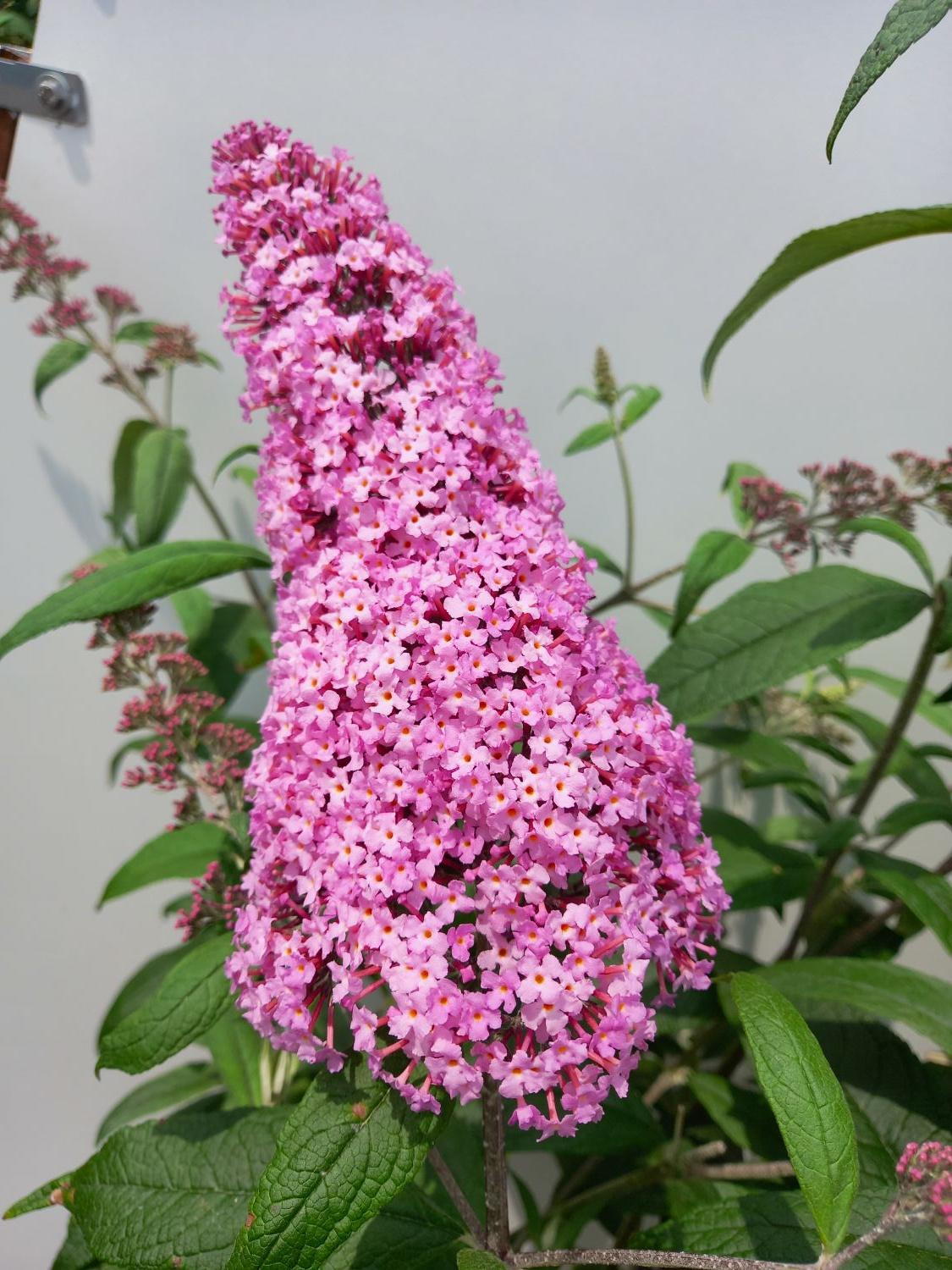 Pink Buddleia Butterfly Bush Flower seeds for Planting - Cottage Garden Essential, Heirloom & GMO Free Seeds for Home Garden